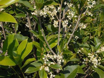 Osmanthus fragrans (Tea Olive)