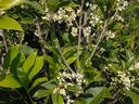 Osmanthus fragrans (Tea Olive)