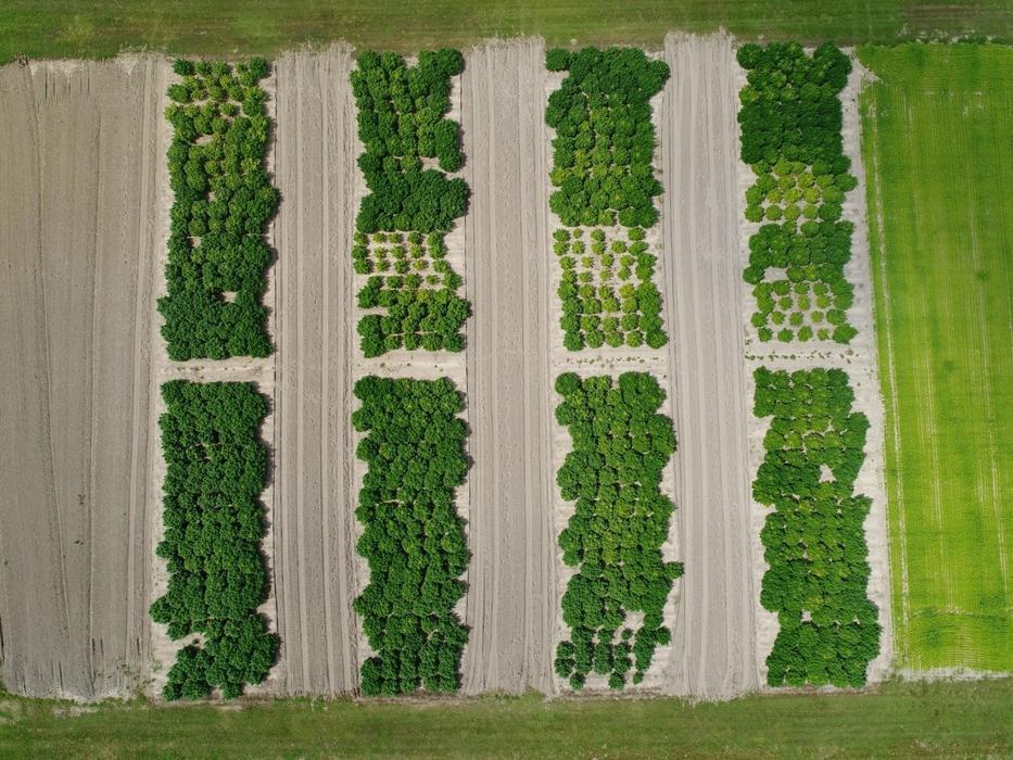 Hemp overview - Sandhills