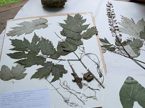Pressed herbarium specimens: compound leaves, roots and stems mounted on paper with label