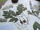 Pressed herbarium specimens: compound leaves, roots and stems mounted on paper with label