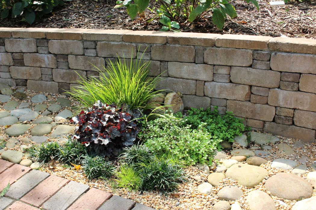 plants in front of a wall