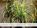 Ponytail palm with long arching leaves; banner text: "Houseplants in Your OBX Home - Ponytail Palm"