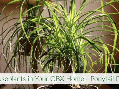 Ponytail palm with long arching leaves; banner text: "Houseplants in Your OBX Home - Ponytail Palm"