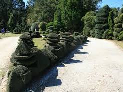 pruned shrubs