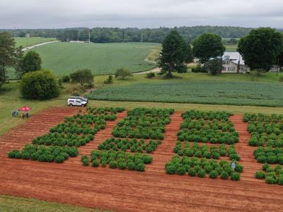 Aerial view of field with organized rows of small green shrubs, people by white SUV