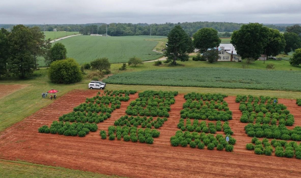 Hemp overview - Salisbury