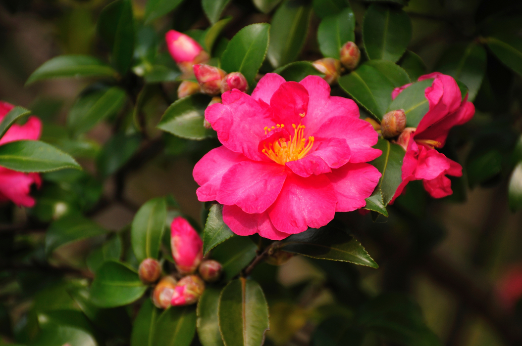Sasanqua Camellia