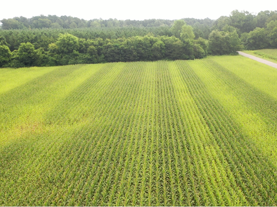 Aerial view of green cornfield rows leading to a tree line and a narrow road