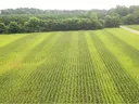 Aerial view of green cornfield rows leading to a tree line and a narrow road