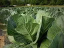 Image of cabbage in the field with mountains in background