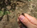 Hand pinching crumbly soil between thumb and forefinger over dry ground