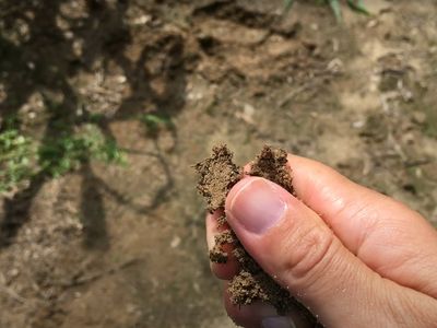 Hand pinching crumbly soil between thumb and forefinger over dry ground