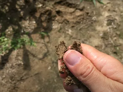 Hand pinching crumbly soil between thumb and forefinger over dry ground
