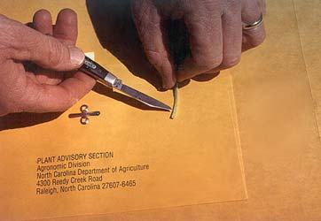 Person Cutting Stem of Wheat with a small knife