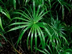 Palm-like tropical plant with long narrow leaves radiating from center among dense foliage