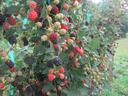 Ripe blackberries and red-green unripe berries hanging on trellised vines