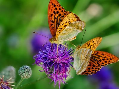 Two orange spotted butterflies feeding on a purple thistle flower