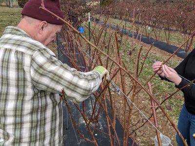 Man tying dormant berry canes to trellis wire in a field, another person holding a cane