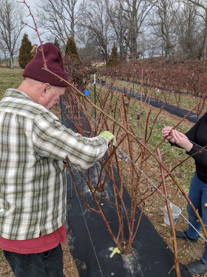 Picture of pruning blackberry canes