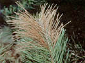 Pine branch with a cluster of brown, dried needles among green needles