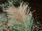 Pine branch with a cluster of brown, dried needles among green needles