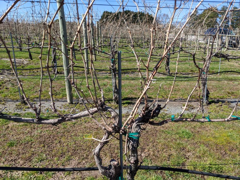 Picture of grape vine prior to winter pruning