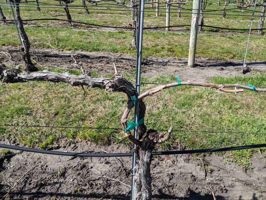 Dormant Grape Vine After Spur Pruning