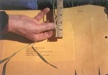 Wheat Stem In Person's Hand Being Measured By a Ruler