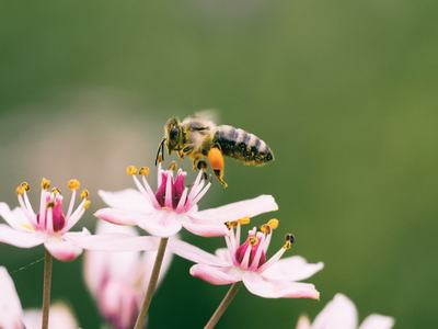 bee on flower
