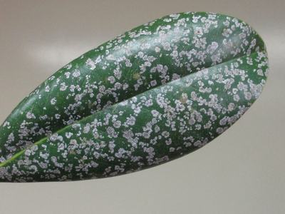 Algal Leaf Spot