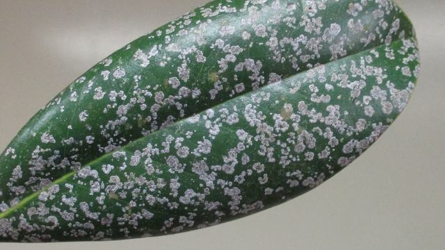 Algal Leaf Spot