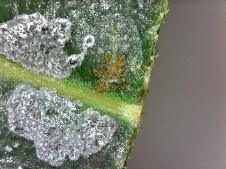 Close up of leaf spot