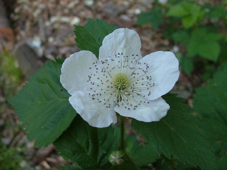 blackberry flower