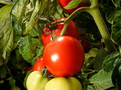 Tomato cluster ripening on vine; label reads "NC Cooperative Extension"