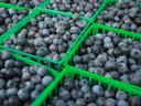 blueberries in containers