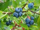 Blueberry plant