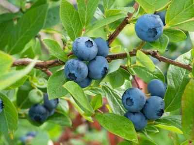 Blueberry plant