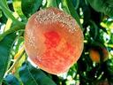 ripening peach shows brown rot fungus