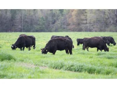 cattle grazing
