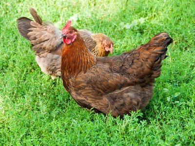 Two brown hens foraging on green grass