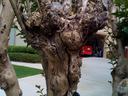 crape myrtle pruned back to a nub