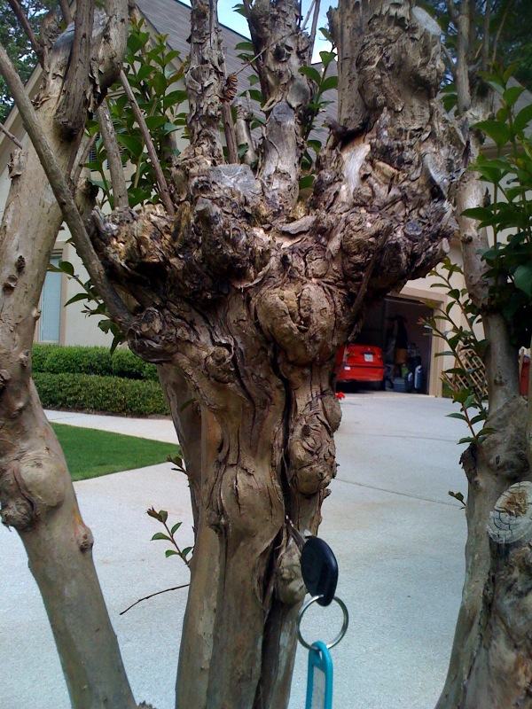 crape myrtle pruned back to a nub