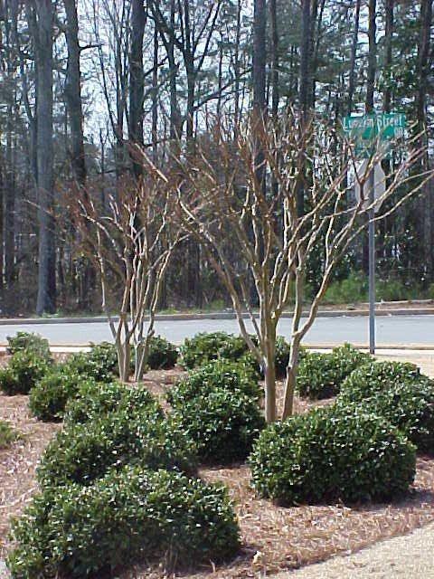 crape myrtle proper pruning