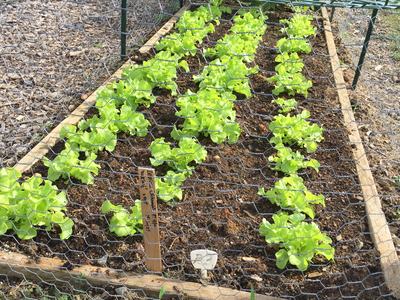 raised beds