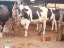 Dairy Cattle