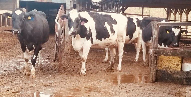 Dairy Cattle
