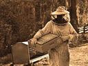 Bee Keeping