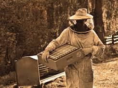 Bee Keeping