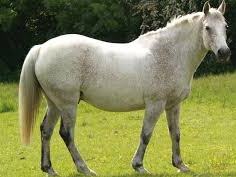 White horse standing on green grassy field, facing right